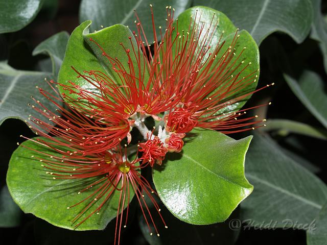 Metrosideros excelsa.JPG - Berggarten